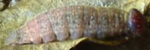 Larvae